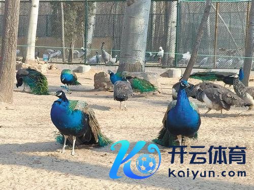 云开体育树林以一种近乎慵懒的姿态饶恕着冬日的到来-开云平台网站皇马赞助商| 开云平台官方ac米兰赞助商 最新官网入口 云开体育树林以一种近乎慵懒的姿态饶恕着冬日的到来-开云平台网站皇马赞助商| 开云平台官方ac米兰赞助商 最新官网入口